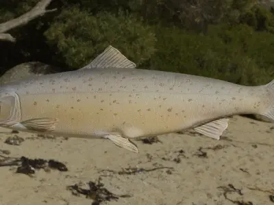 Salmon Fish 3D model