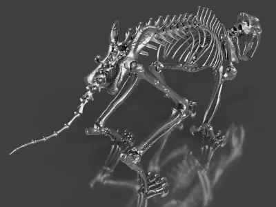 Silver Sabretooth Skeleton for Visualization and Display 3D model