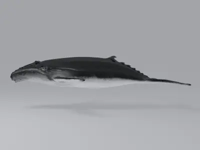 Whale humpback 3D model