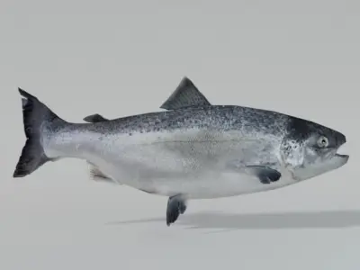 Salmon Fish Low-poly 3D model