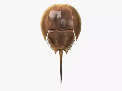 Horseshoe Crab 3D model