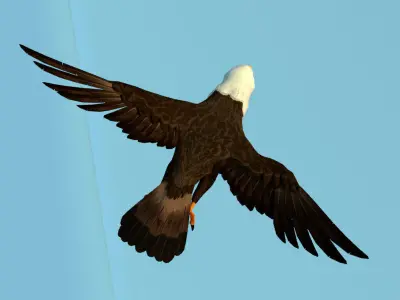 Eagle flying in sky 3D model