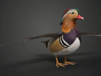 Mandarin Duck Male Animated VFX Grace 3D model