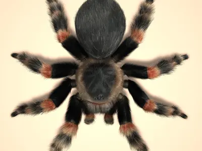 Tarantula (ANIMATED) (FUR) 3D model