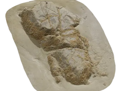  Medium Limpet Covered Beach Rock Model 