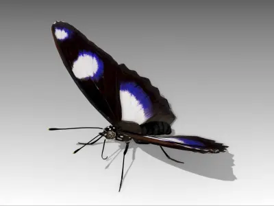 Great Eggfly Butterfly Low-poly 3D model