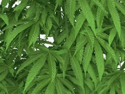 Marijuana Plant 3D model