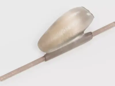 -Head Louse Nit- 3D model