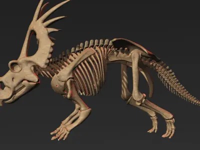 Styracosaurus skeleton 3D model