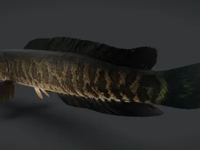 Snakehead fish Animated 3D model