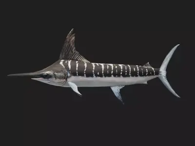 Marlin Low-poly 3D model