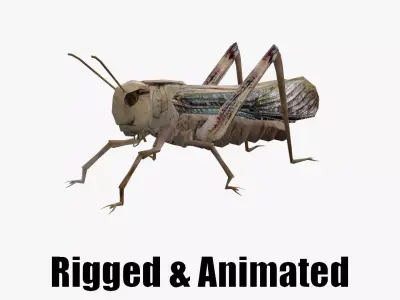 Animated Locust Grasshopper Low-poly 3D model