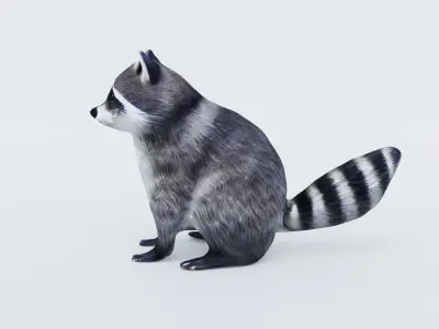 Raccoon Free 3D model