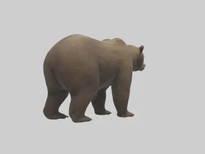 Realistic Bear Model Low-poly 3D model