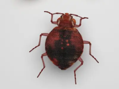Bedbugs Set 3D model