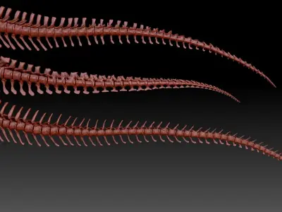 Dinosaur Spinosaurus Tyrannosaurus Giganotosaurus Tail Skeletons 3D model