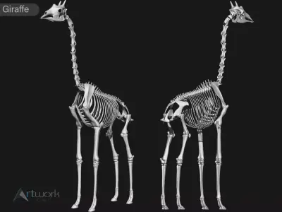Giraffe skeleton 3D model