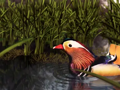 floating duck Low-poly 3D model