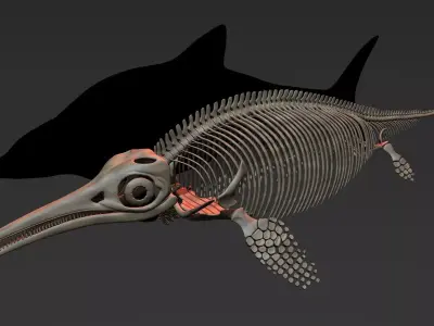 ichthyosaurus skeleton  3D model