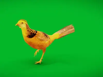 Chinese Golden Pheasant Bird Free low-poly 3D model