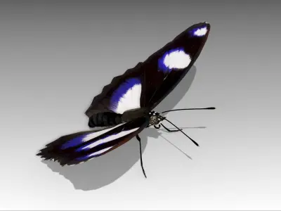 Great Eggfly Butterfly Low-poly 3D model