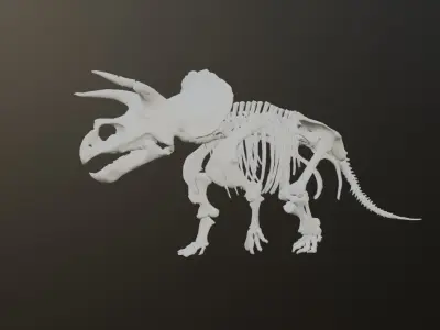 Animated Triceratops Skeleton 3D Model Low-poly 3D model