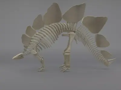Stegosaurus Skeleton 3D model