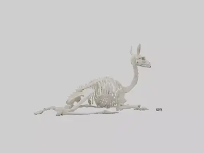 Lying Skeleton Alpaca 1 Low-poly 3D model
