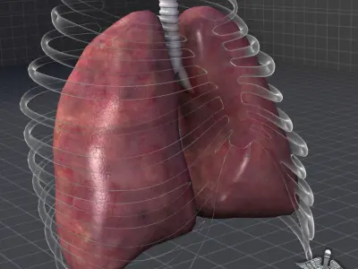 Lungs External 3D model