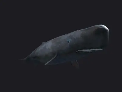 Sperm whale Blue Whales sea animals calves simple  3D model