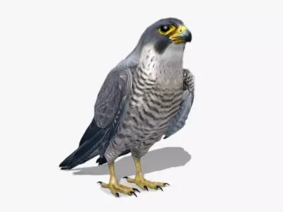 Falcon in flight Low-poly 3D model