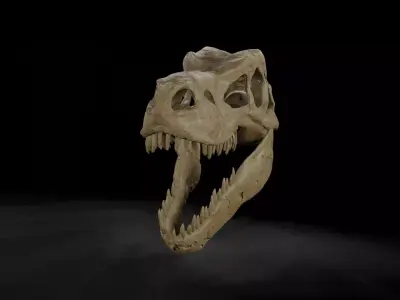 Trex  low poly game ready  Skull Low-poly 3D model