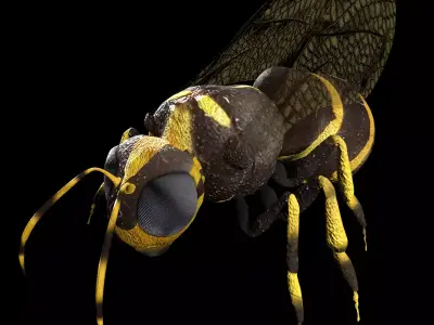 Honeybee Low poly and fully rigged Low-poly 3D model