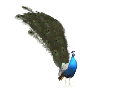 aniamted peacock peafowl 3D model