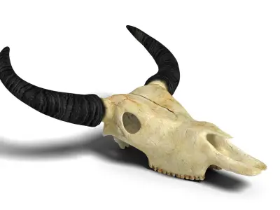 Ox skull Low-poly 3D model