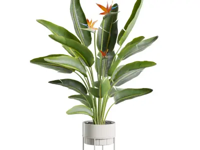 Indoor Plants Pack 103 3D model