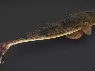 Realistic Flathead Fish Animated 3D model