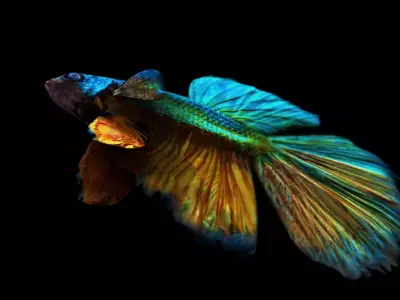 betta splendens 3d model 3D model