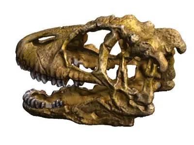 dinosaur skull 2 3D print model