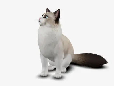 cat ragdoll 3D model