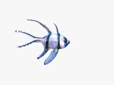 Banggai Cardinalfish 3D model