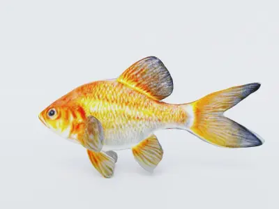 Goldfish Free 3D model