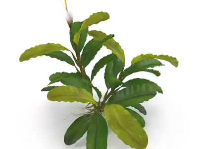 Bucephalandra 3D model
