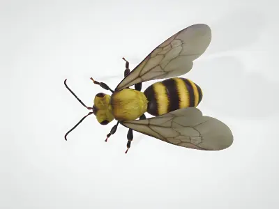 3d hiperrealistic bee 3D model