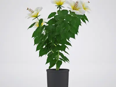 Hibiscus flowers in pot Free 3D model