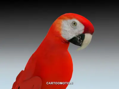 Red Macaw Parrot animated Low-poly 3D model