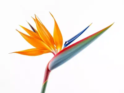 Vibrant Strelitzia model pack Low-poly 3D model