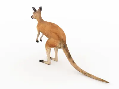 Kangaroo 1 3D model