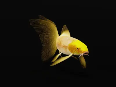 Butterfly Koi Fish Low-poly 3D model