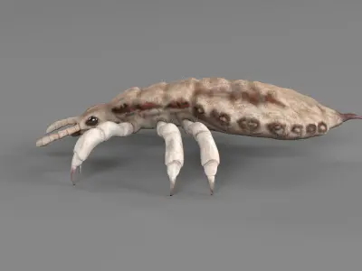 PHOTOREALISTIC ANIMATED LICE 3D model